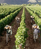 Wine production process, italian, france, australia, california, chile wineries... grapes Harvesting, Crushing, grape's Juice separation, Pressing, Fermentation, Must treatment, wine Clarification, wine filtration, centrifugation and final refrigeration... Send and share your wine and wineries capabilities with the global wine industry...